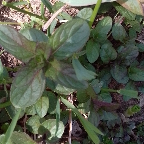5 Rooted Chocolate Mint Starter Plants Organic - Picture 2 of 2